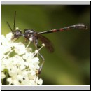 Gasteruption sp - Gichtwespe m03b 8mm.jpg